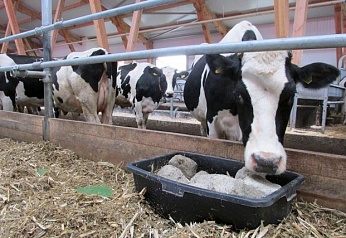 СОЛЬ ПАВАРАНАЯ КАРМАВАЯ 0